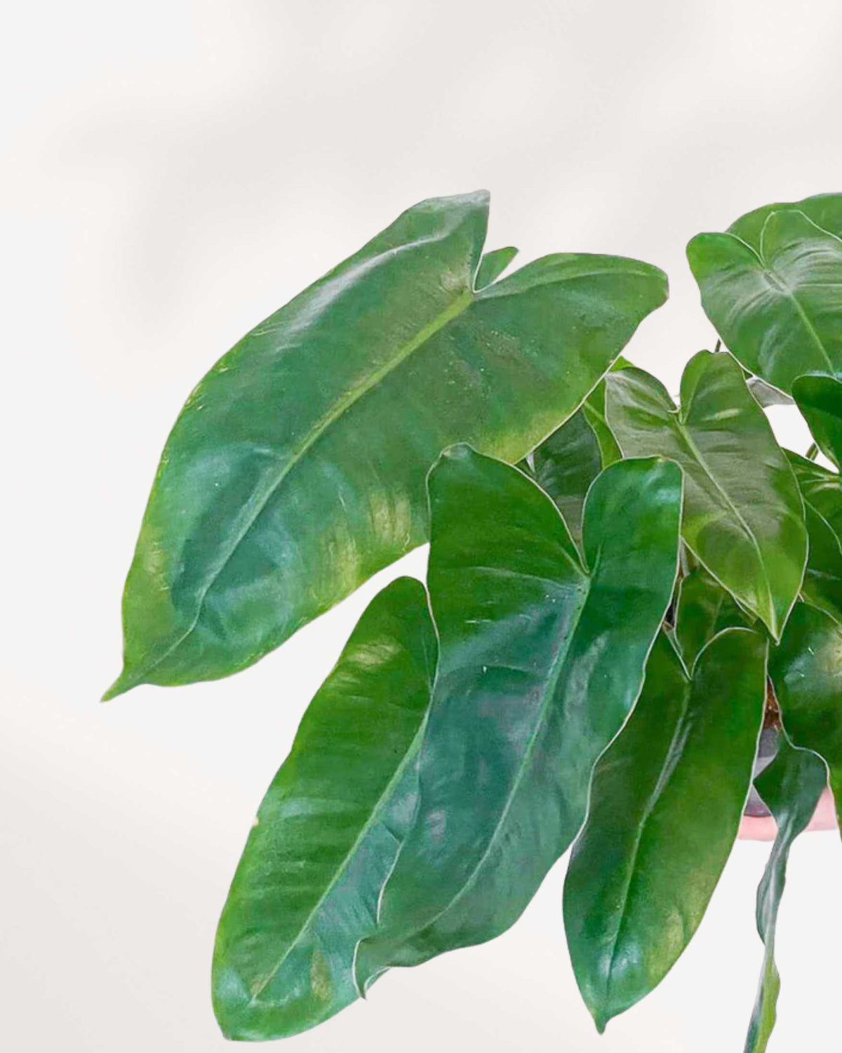 Close-up of Philodendron Burle Marx's glossy heart-shaped leaves