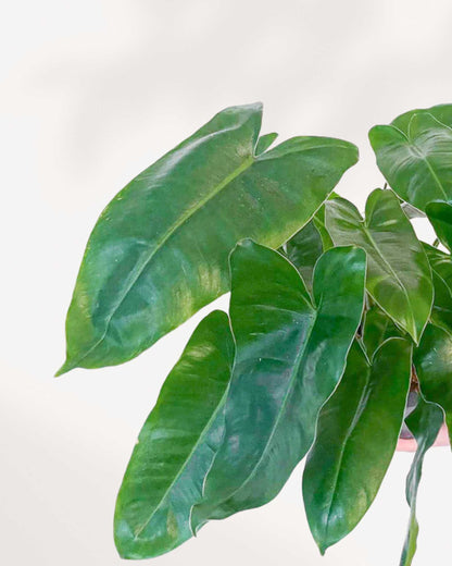 Close-up of Philodendron Burle Marx's glossy heart-shaped leaves