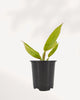 Philodendron Calkins Gold front view, vibrant golden leaves with tropical shine, premium indoor plant available online and in store Richmond Hill GTA