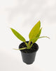 Mature Philodendron Calkins Gold with upright golden foliage, lush tropical indoor plant for collectors, delivered across Toronto GTA