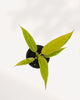 Top view of Philodendron Calkins Gold, full rosette of golden tropical leaves, mature indoor plant delivered across GTA