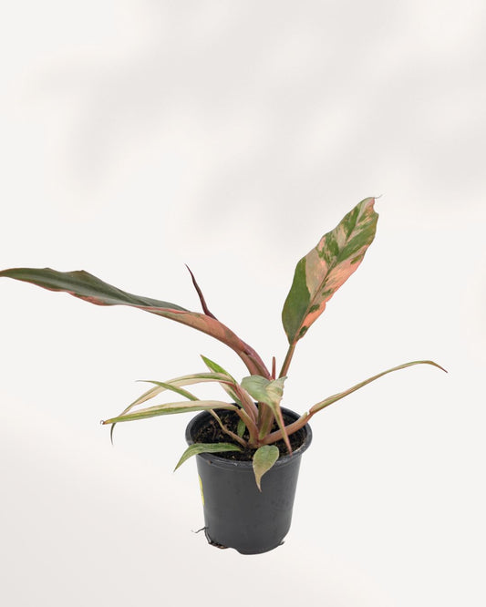 Philodendron Caramel Marble showing multi-colored variegated leaves