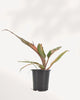 Top view of Philodendron Caramel Marble showing leaf pattern