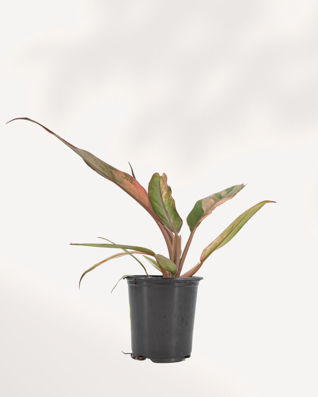 Top view of Philodendron Caramel Marble showing leaf pattern