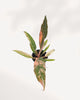 Philodendron Caramel Marble plant in a small pot