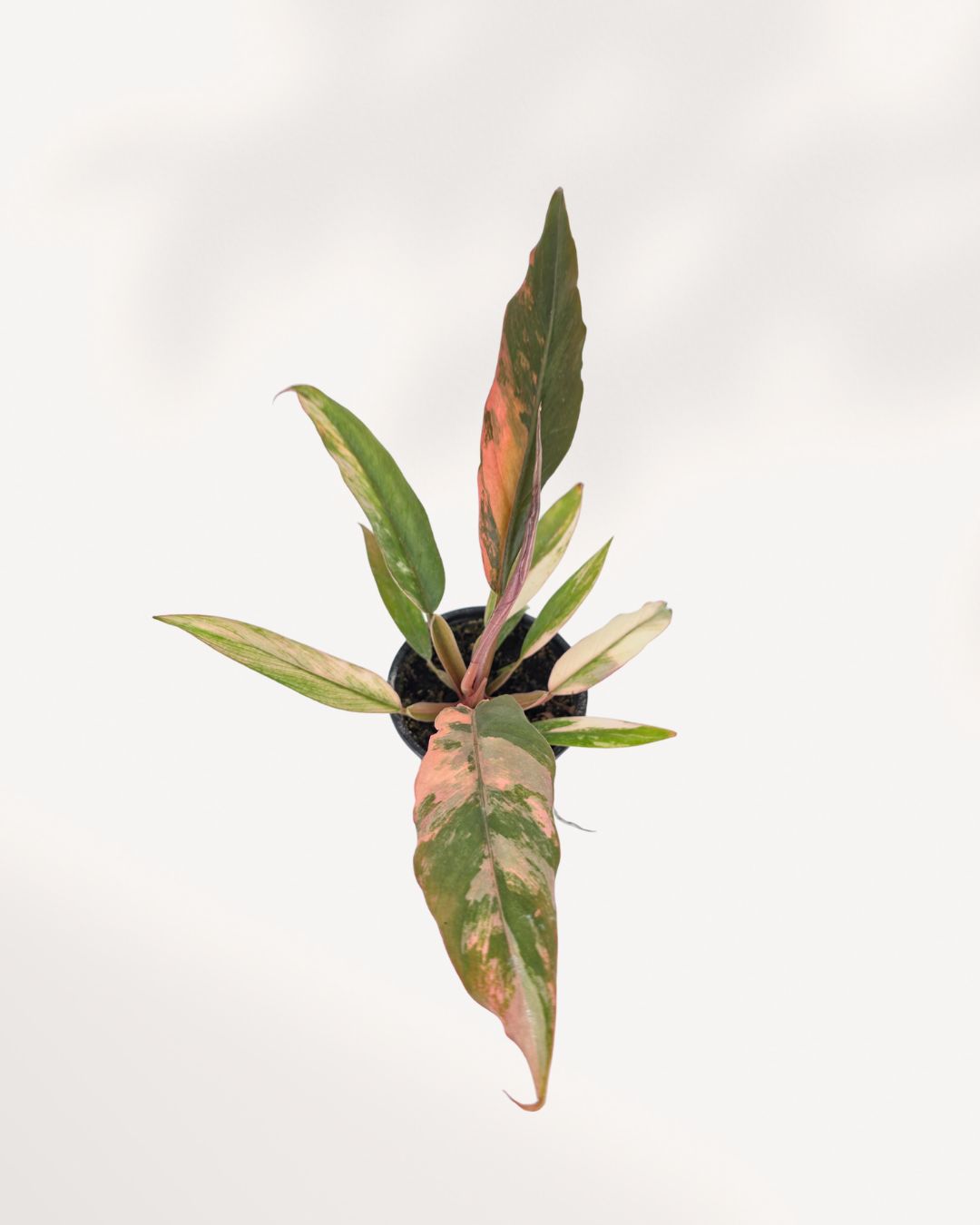 Philodendron Caramel Marble plant in a small pot
