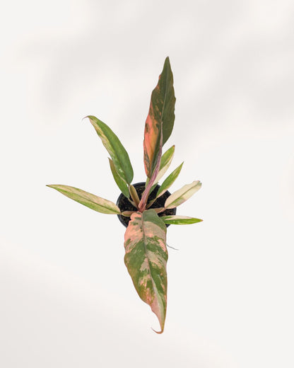 Philodendron Caramel Marble plant in a small pot