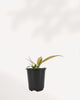 Philodendron Caramel Pluto showing bronze and green serrated leaves