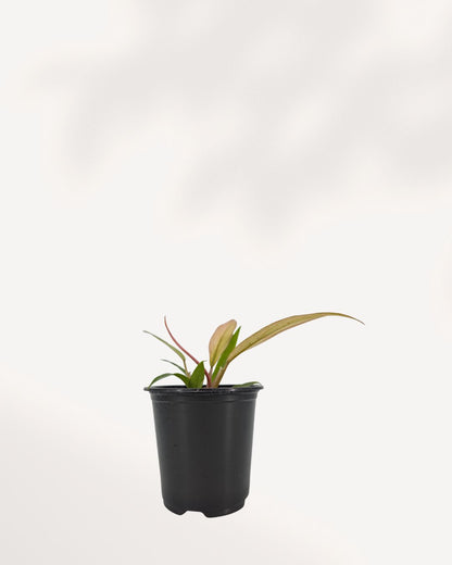 Philodendron Caramel Pluto showing bronze and green serrated leaves