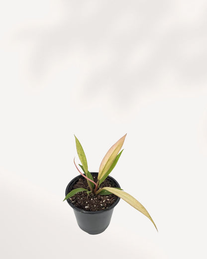 Philodendron Caramel Pluto plant in a small pot