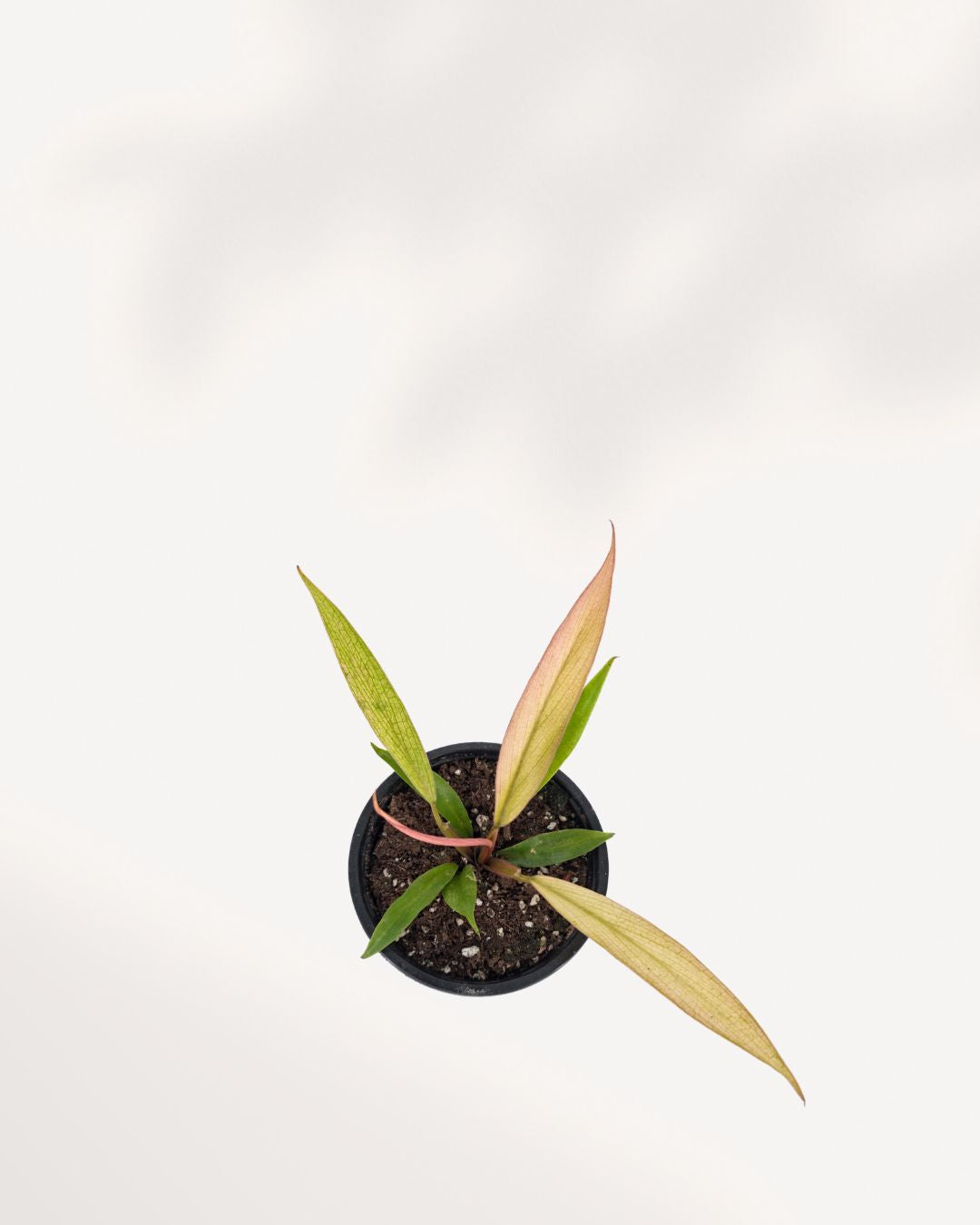 Top view of Philodendron Caramel Pluto showing leaf rosette