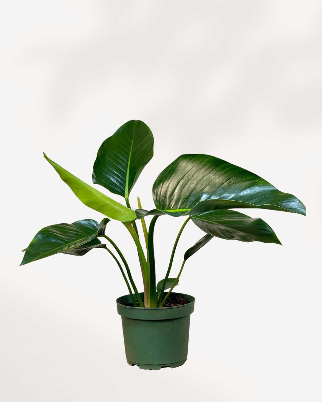 Philodendron Congo Green plant showing glossy upright leaves