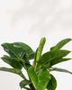 Close-up of Philodendron Congo Green's emerald leaves