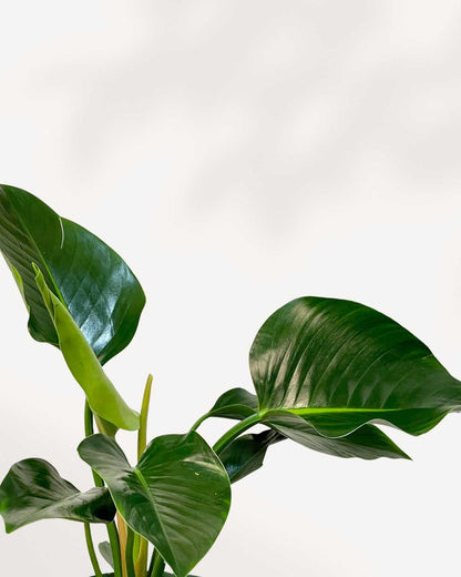 Philodendron Congo Green plant in a small pot