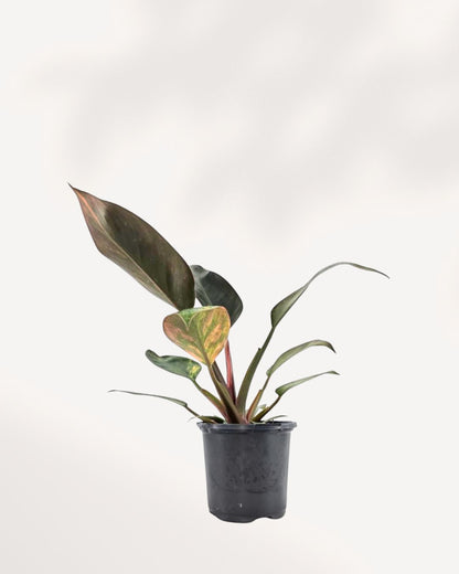 Front view of a mature Philodendron Congo Variegated, showcasing its compact, upright (self-heading) growth habit with large, glossy, paddle-shaped green leaves boldly splashed with creamy-yellow and white variegation.