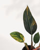 Extreme close-up on a single leaf of the Philodendron Congo Variegated, highlighting the high-contrast, splotchy variegation where vibrant creamy yellow meets the deep green, and the leathery texture of the foliage.