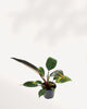 Side view of Philodendron Congo Variegated's architectural rosette