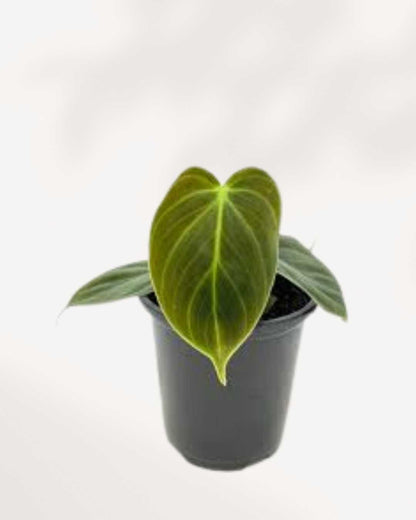 Philodendron El Choco Red 4" Pot - Small