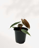 Philodendron El Choco Red plant in a small pot