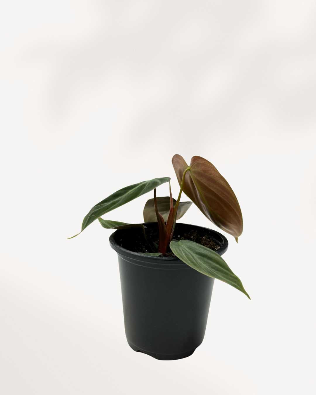 Philodendron El Choco Red plant in a small pot