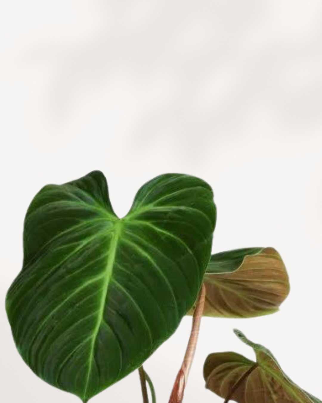 Close-up of Philodendron El Choco Red's velvety leaf with red underside