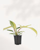 Philodendron Florida Beauty Variegated indoor plant with highly variegated green and cream lobed leaves growing in a nursery pot, rare tropical collector plant available online in Canada.