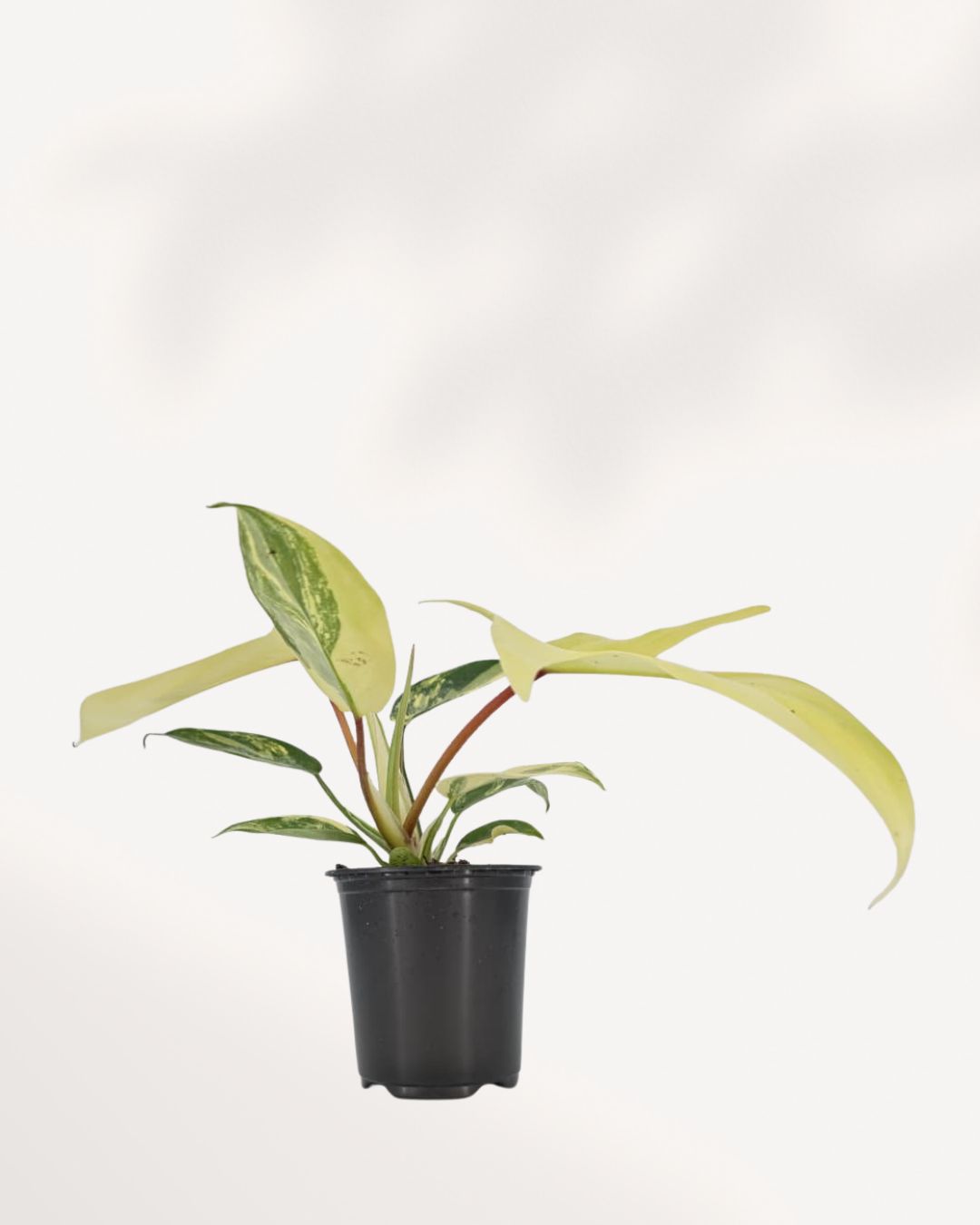 Philodendron Florida Beauty Variegated indoor plant with highly variegated green and cream lobed leaves growing in a nursery pot, rare tropical collector plant available online in Canada.