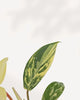 Detailed close up view of Philodendron Florida Beauty Variegated highlighting vibrant variegated foliage, rare tropical houseplant prized by aroid collectors and plant enthusiasts.