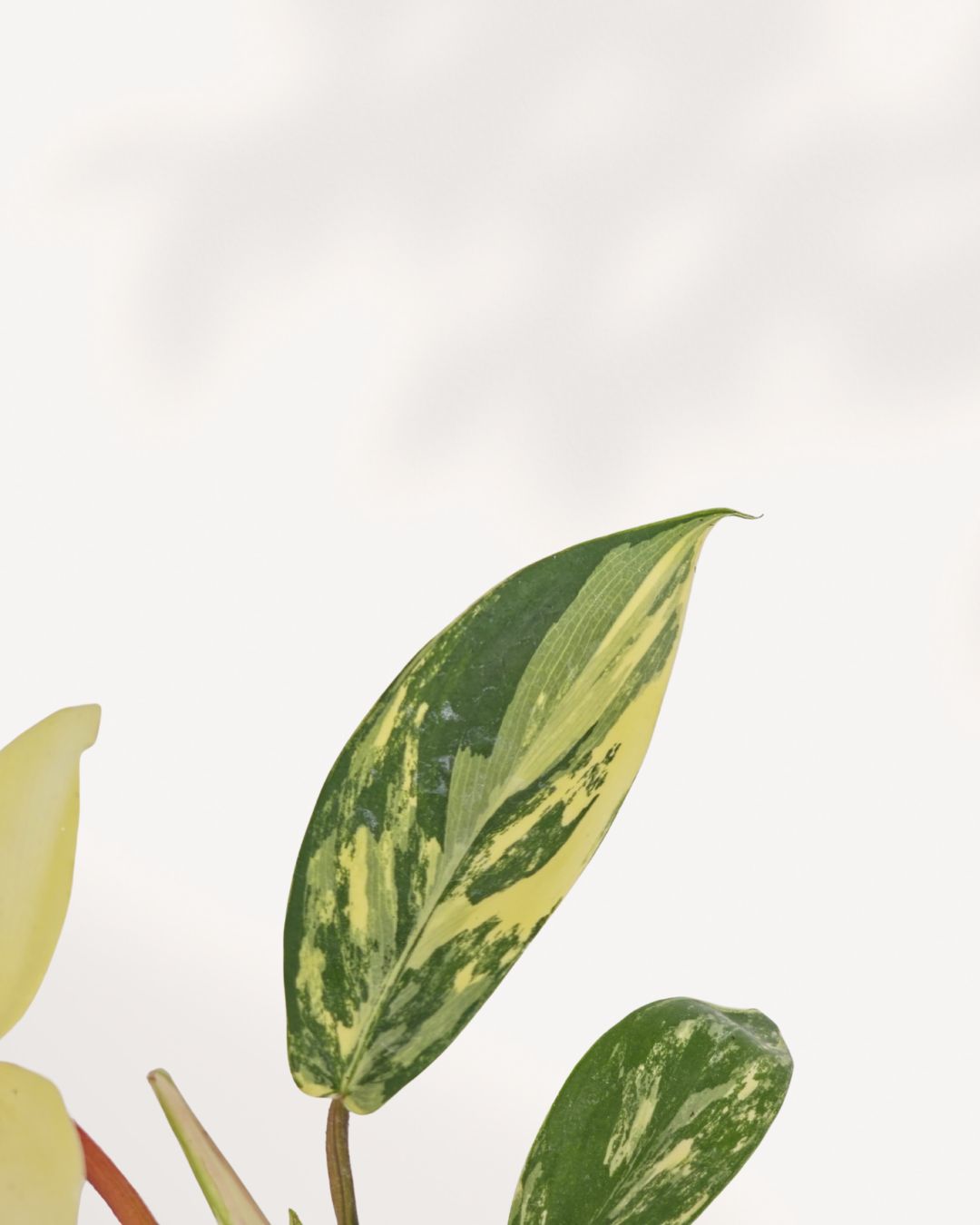 Detailed close up view of Philodendron Florida Beauty Variegated highlighting vibrant variegated foliage, rare tropical houseplant prized by aroid collectors and plant enthusiasts.