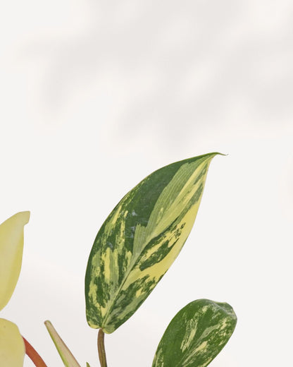 Detailed close up view of Philodendron Florida Beauty Variegated highlighting vibrant variegated foliage, rare tropical houseplant prized by aroid collectors and plant enthusiasts.