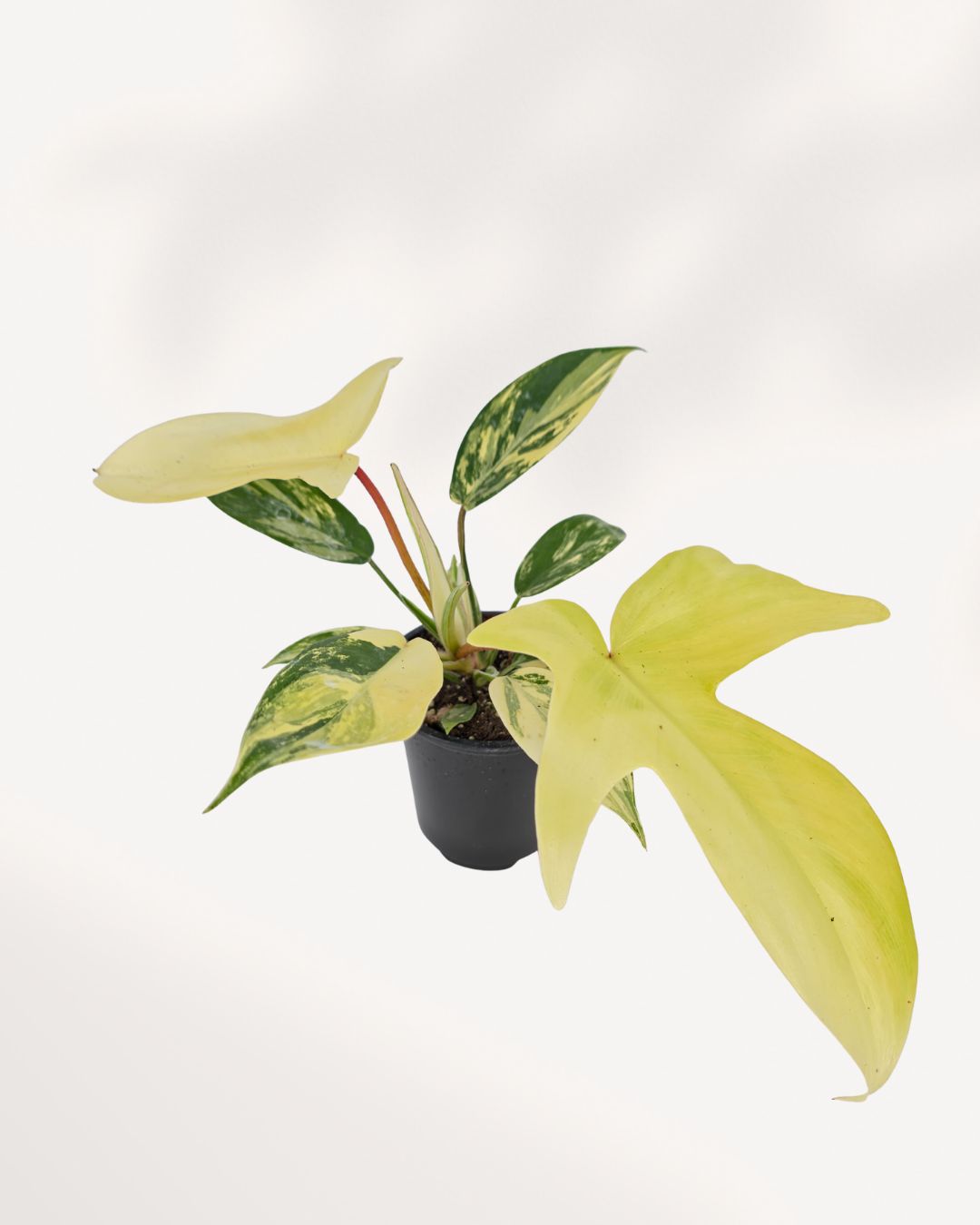 Front top side view of Philodendron Florida Beauty Variegated showcasing uniquely shaped variegated leaves with cream, yellow and green marbling, sought after rare aroid houseplant.