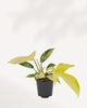 Front top view of Philodendron Florida Beauty Variegated showcasing uniquely shaped variegated leaves with cream, yellow and green marbling, sought after rare aroid houseplant.