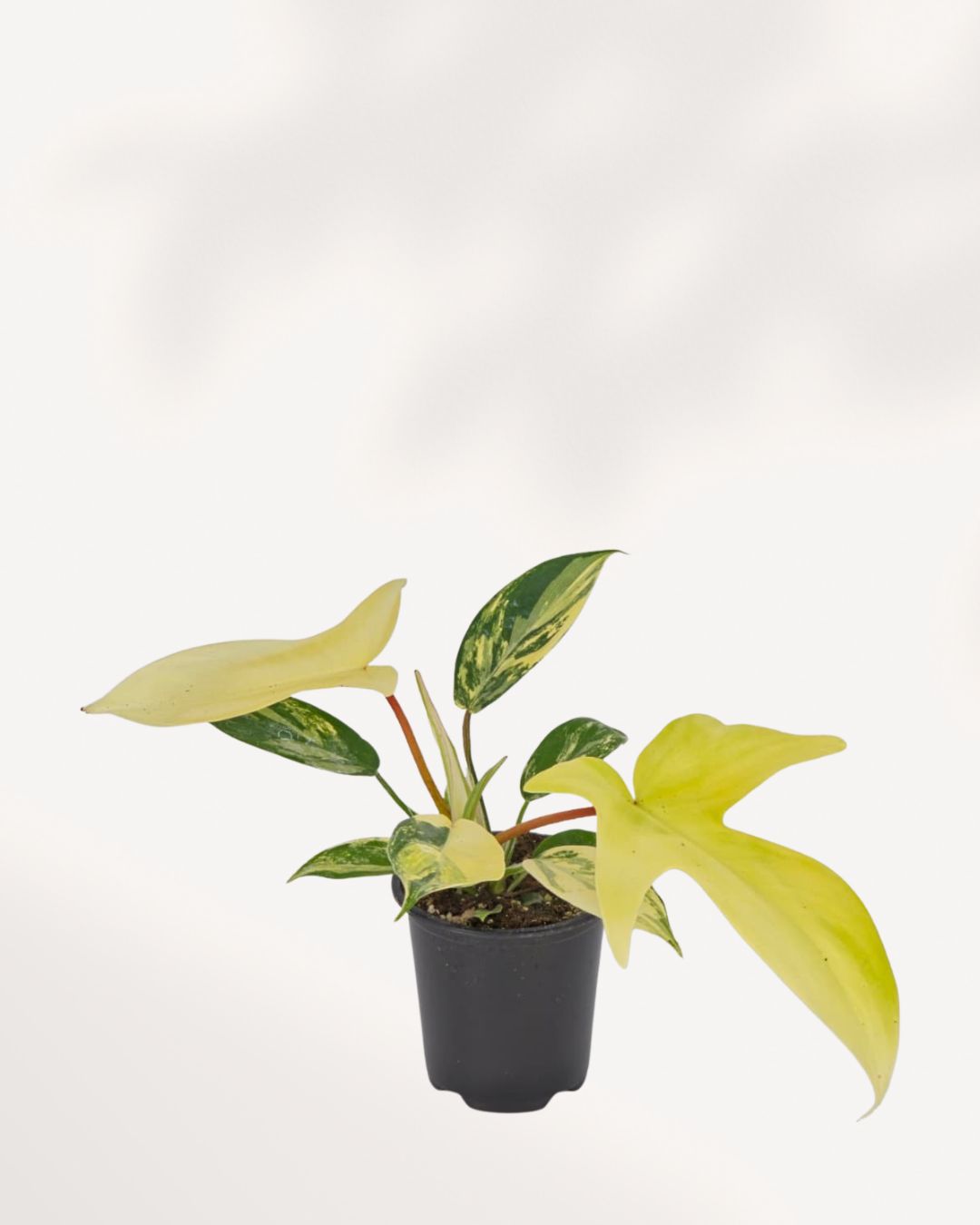 Front top view of Philodendron Florida Beauty Variegated showcasing uniquely shaped variegated leaves with cream, yellow and green marbling, sought after rare aroid houseplant.