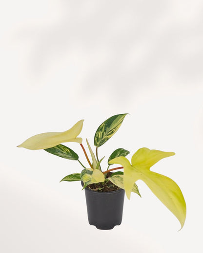 Front top view of Philodendron Florida Beauty Variegated showcasing uniquely shaped variegated leaves with cream, yellow and green marbling, sought after rare aroid houseplant.