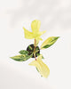 Top view of Philodendron Florida Beauty Variegated featuring dramatic lobed leaves with high variegation, premium tropical indoor plant for home and office décor.