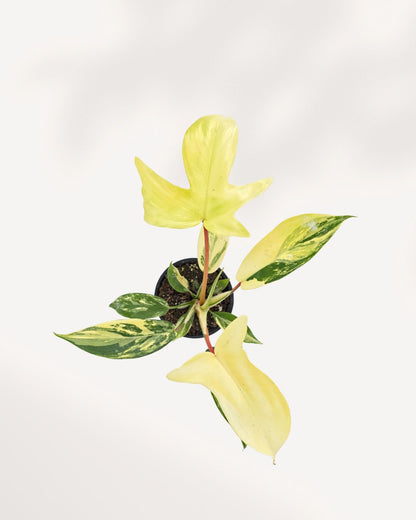 Top view of Philodendron Florida Beauty Variegated featuring dramatic lobed leaves with high variegation, premium tropical indoor plant for home and office décor.