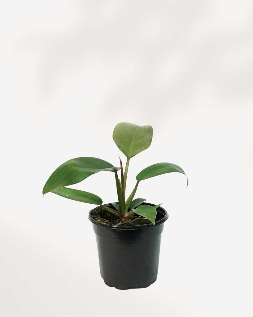 Philodendron Florida Bronze 3.5" Pot - Small