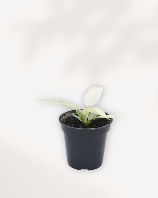 Philodendron Florida Ghost 4" Pot - Small