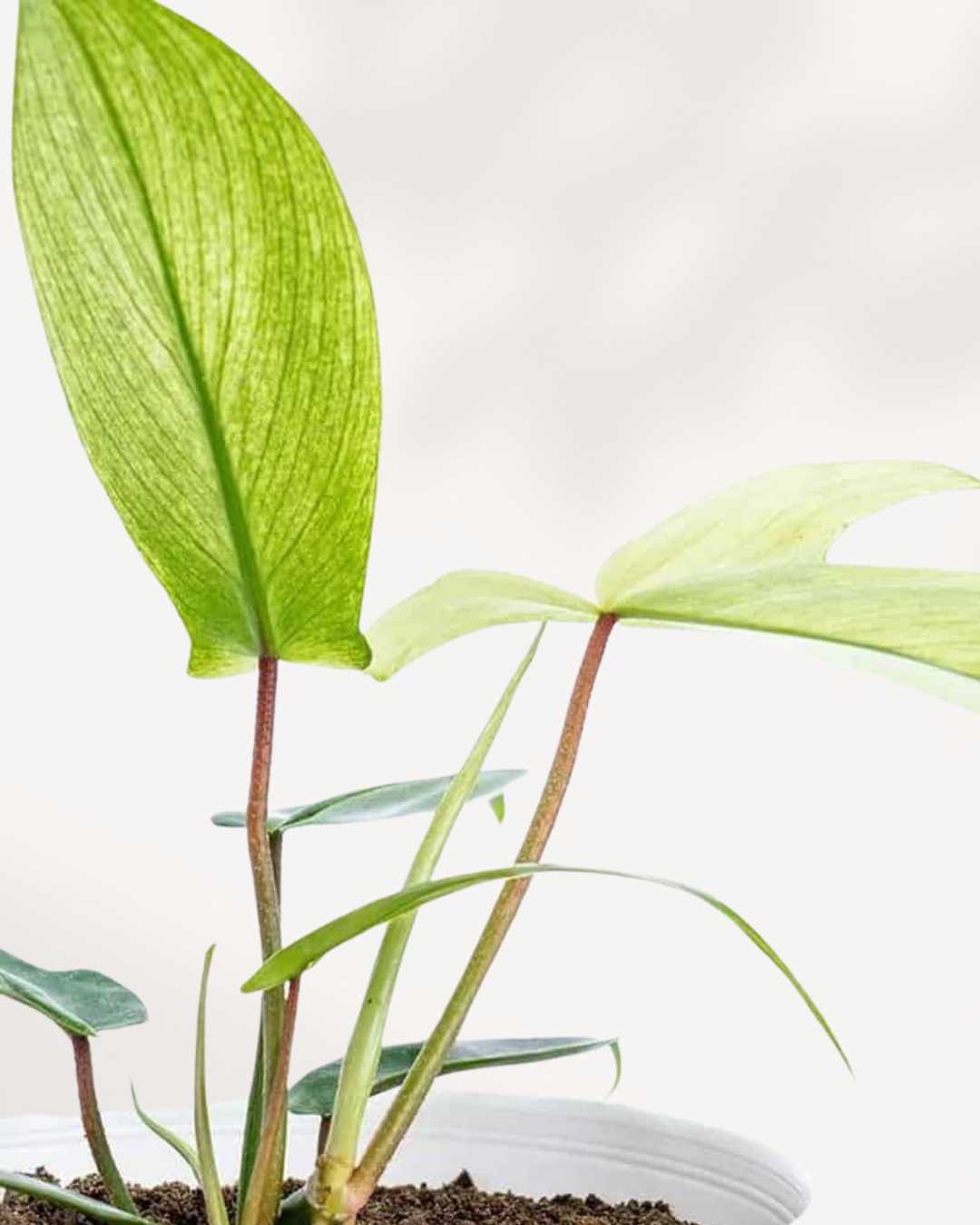 Close-up of Philodendron Florida Ghost's pale white new leaves