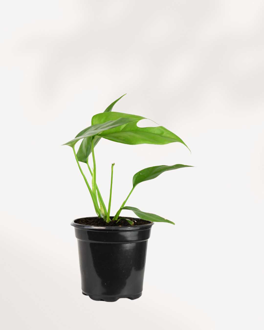 Philodendron Ginny 4" Pot - Small