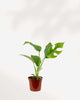 Philodendron Ginny 2.5" Pot - XSmall
