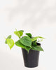Philodendron Green 4" Pot - Small