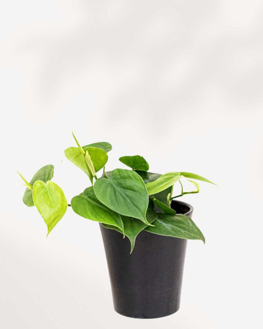 Philodendron Green 4" Pot - Small
