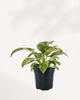 Philodendron Green Congo Nuclear full front view, showing glossy, deep green, leathery leaves with a dense, compact, self-heading growth habit.