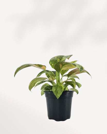 Philodendron Green Congo Nuclear full front view, showing glossy, deep green, leathery leaves with a dense, compact, self-heading growth habit.