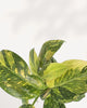 Close-up on the large, thick leaf of a Green Congo Philodendron, highlighting the smooth, glossy surface and vibrant deep green coloration.