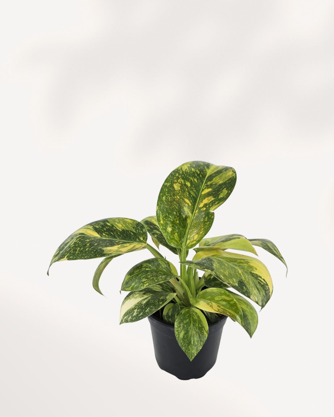 Top side view of Philodendron Green Congo Nuclear, illustrating the sturdy, upright leaf arrangement and robust, non-vining stems