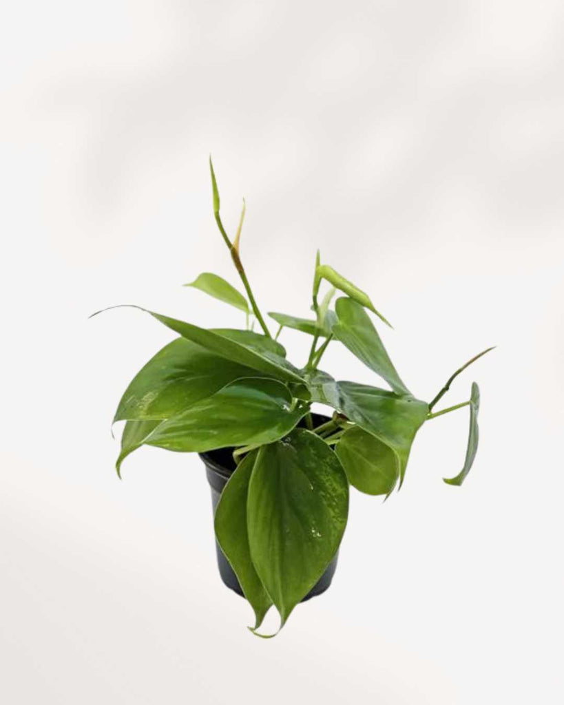 Philodendron Hederaceum Heartleaf 4" Pot - Small