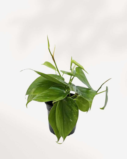 Philodendron Hederaceum Heartleaf 4" Pot - Small