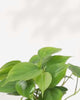 Close-up of Philodendron Hederaceum Heartleaf's glossy leaves